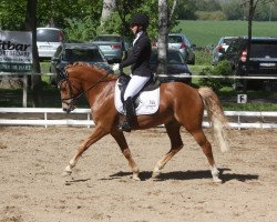 dressage horse de Lino (German Riding Pony, 2013, from Der feine Lord AT)