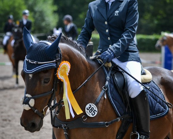 dressage horse Pepper Anne Kl (German Riding Pony, 2002, from Quick Dance)