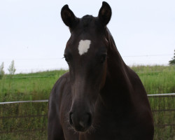 dressage horse Hamino BW (Freiberger, 2021, from Hayden PBM CH)