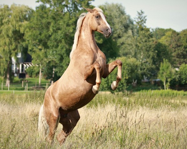 broodmare Quintana (Westphalian, 2017, from Qaside Md)