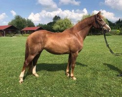 Zuchtstute Petite Fleur (Ungarisches Warmblut,  , von Flash de Prissey)