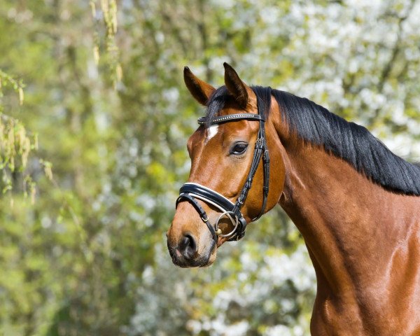 dressage horse Fabergé 28 (Hanoverian, 2019, from Finnigan)