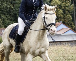 jumper Isaac vom Grapenhof (Connemara Pony, 2011, from Thiergartenhof´s Dun Iltschi)