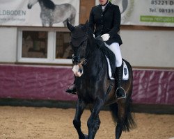 dressage horse Der Naseweis (Bavarian, 2013, from Disco-Boy)