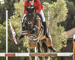 broodmare Imandra de Laubry (Belgian Warmblood, 2008, from Lord Z)