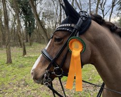 dressage horse Steendieks Paddington Bär (German Riding Pony, 2010, from Principal Boy)