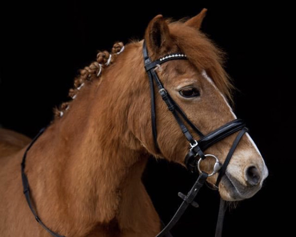 Zuchtstute Cillaarshoek's Manon (New-Forest-Pony, 1992, von Cillaarshoek's Danny's Micro)