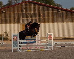 Springpferd Jasper 259 (Schwedisches Warmblut, 2014, von Namelus R)