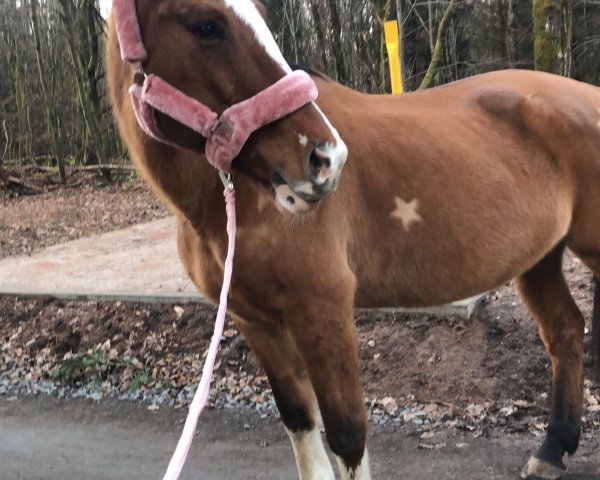 Pferd Riska (Polnisches Warmblut, 2003, von Regon)