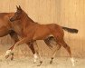 broodmare HJK Fantastika (German Riding Pony, 2016, from Coke saint of the Life)