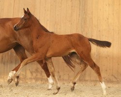 Zuchtstute HJK Fantastika (Deutsches Reitpony, 2016, von Coke saint of the Life)