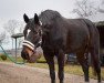 dressage horse L' Afira (Pony without race description, 2016, from Fierano)