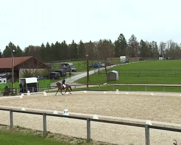 Reitturnier Gut Bohmerhof/Obb. 2023