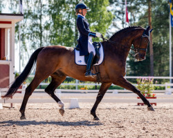 dressage horse Sangraal (Finnish Warmblood, 2006, from Sir Donnerhall I)