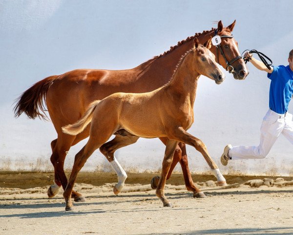 dressage horse Safir Von Buchmatt CH (Swiss Warmblood, 2019, from Secret)