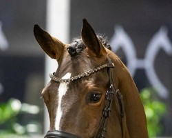 jumper Catelina (Hanoverian, 2017)