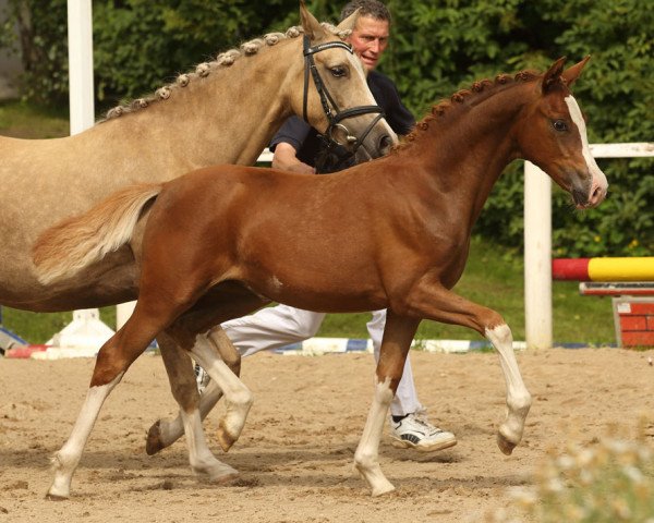 dressage horse Ninja (German Riding Pony, 2016, from Fs Numero Uno)