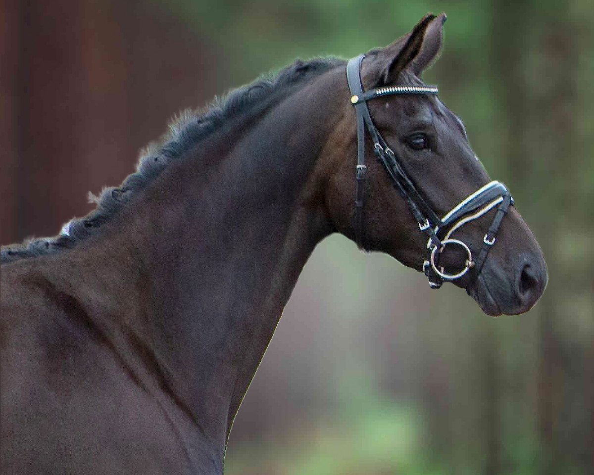 broodmare Inscription (Trakehner, 2015, from Ovaro)