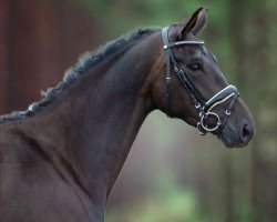 broodmare Inscription (Trakehner, 2015, from Ovaro)