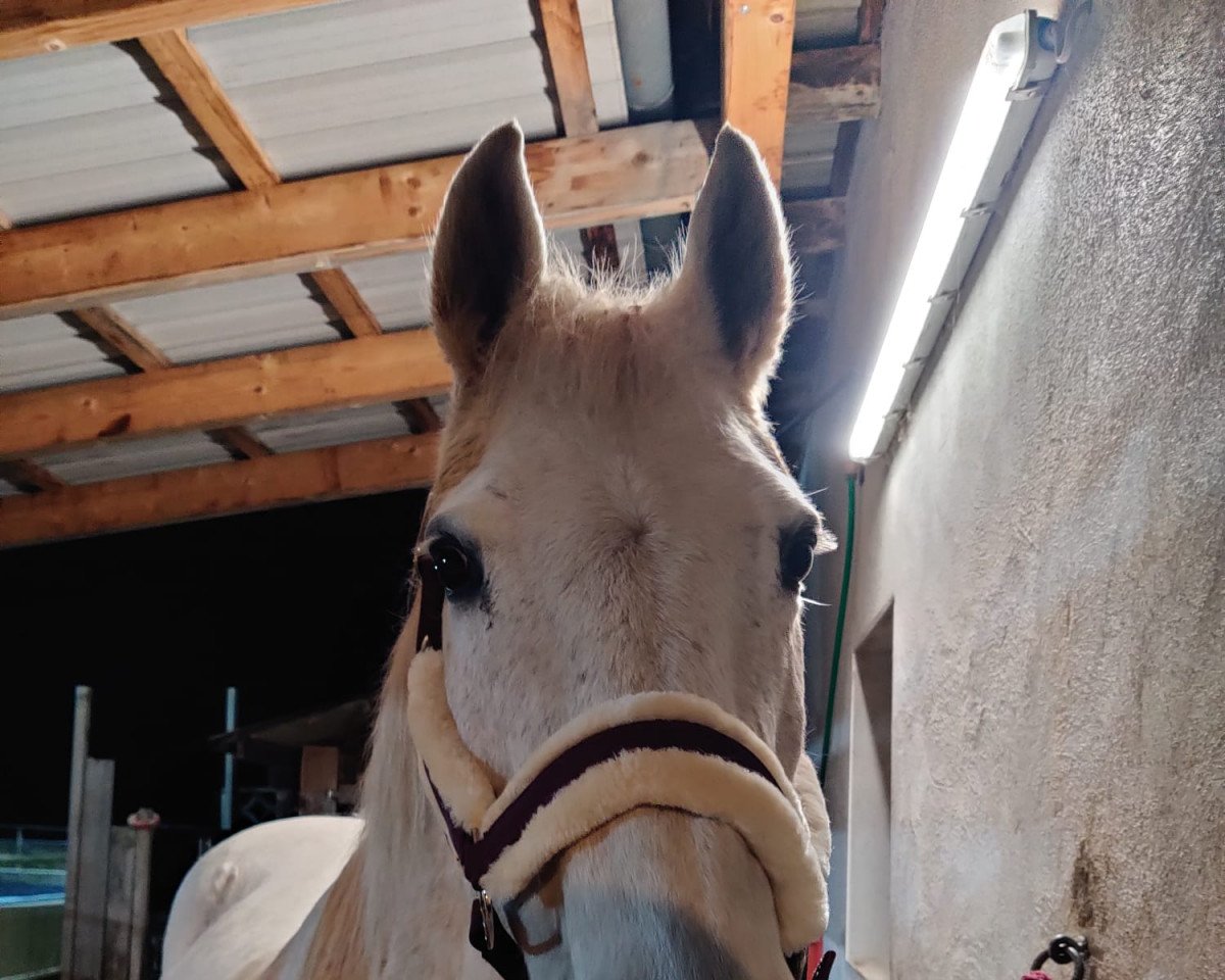 broodmare Chiara (Rhinelander, 2001, from Charisma)