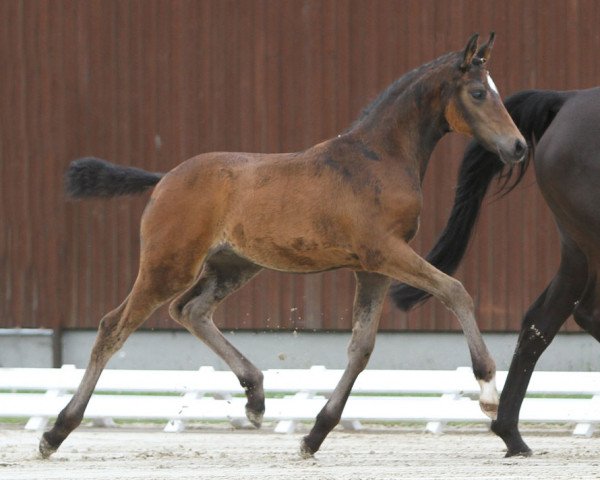 dressage horse Welcomes Best (German Riding Pony, 2016, from Cosmopolitan NRW)