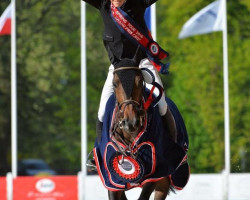 Zuchtstute Aymara des Bergeries (Belgium Sporthorse, 2006, von Canturo)