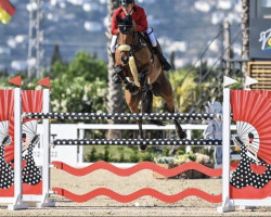 jumper Fabius de Laubry (Belgium Sporthorse, 2011, from Baloubet du Rouet)