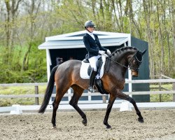 dressage horse Fleur de Farrell (KWPN (Royal Dutch Sporthorse), 2018, from Farrell)