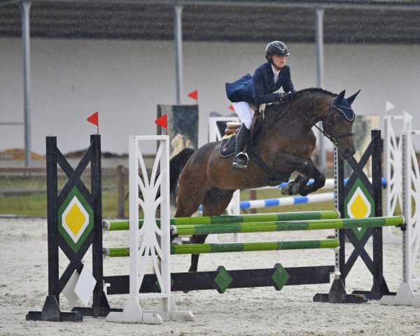 dressage horse Cashmir (Hungarian Warmblood, 2008, from Aranykapu Stevignon)