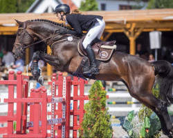 jumper Silbermond (Hanoverian, 2008, from Stakkato Gold)