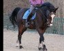 dressage horse RS Löwenherz (KWPN (Royal Dutch Sporthorse), 1999, from Zeoliet)