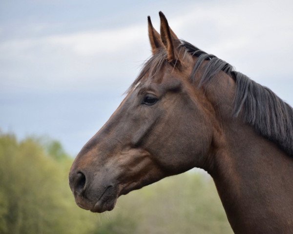 dressage horse Belmondo JG (Oldenburg, 2015, from Bordeaux 28)