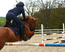 Springpferd Luna 1842 (Kleines deutsches Reitpferd, 2007, von Kid)