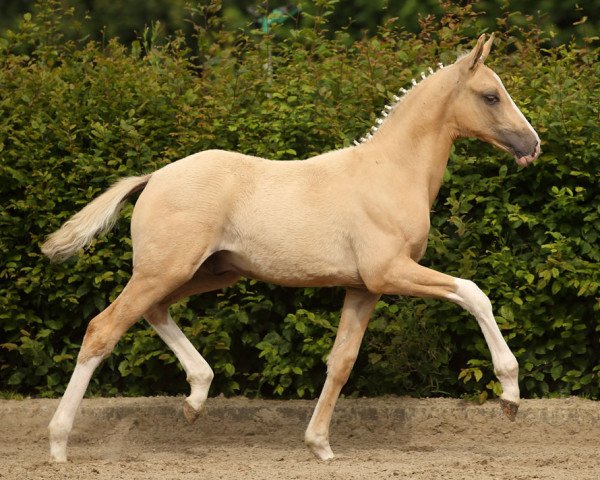 stallion Daily Dancer 2 (German Riding Pony, 2016, from Dornik B)