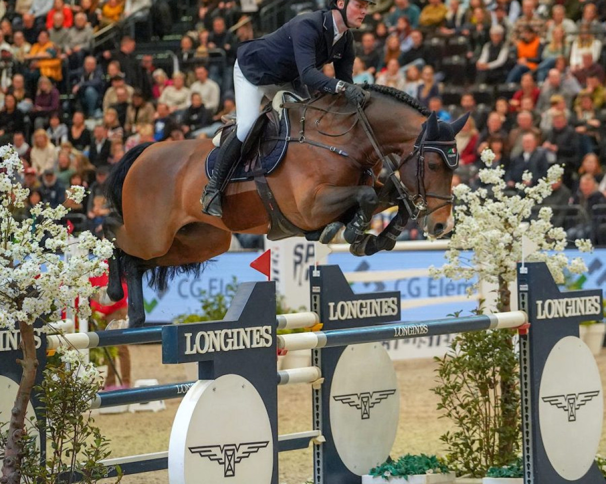 Deckhengst Fermoy (Oldenburger Springpferd, 2014, von Chaccos' Son)