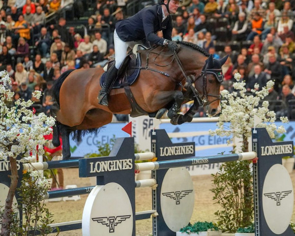 stallion Fermoy (Oldenburg show jumper, 2014, from Chaccos' Son)