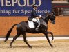 Dressurpferd Escalon 8 (Trakehner, 2015, von Fairmont Hill (ex Fliederglanz))