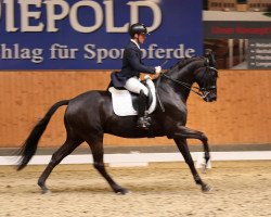 dressage horse Escalon 8 (Trakehner, 2015, from Fairmont Hill (ex Fliederglanz))