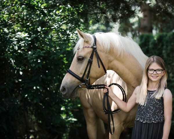 Dressurpferd Perlkönig's Highlight (Deutsches Reitpony, 2014, von FL Perlkönig)