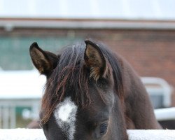 broodmare C'est Donné (Rhinelander, 2019, from Caretello B)