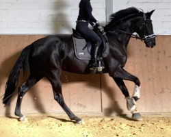 dressage horse Donna Libera WH (Rhinelander, 2017, from Don Romanov)