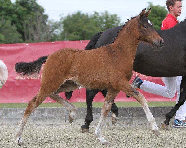 dressage horse Appearing Day SN (German Riding Pony, 2016, from A new Star)