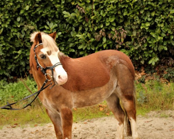 Pferd Jasmin (Welsh Mountain Pony (Sek.A), 2012, von Springbourne Glide)