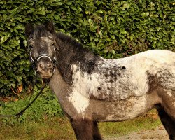 dressage horse Püppi (Shetland Pony, 2014)