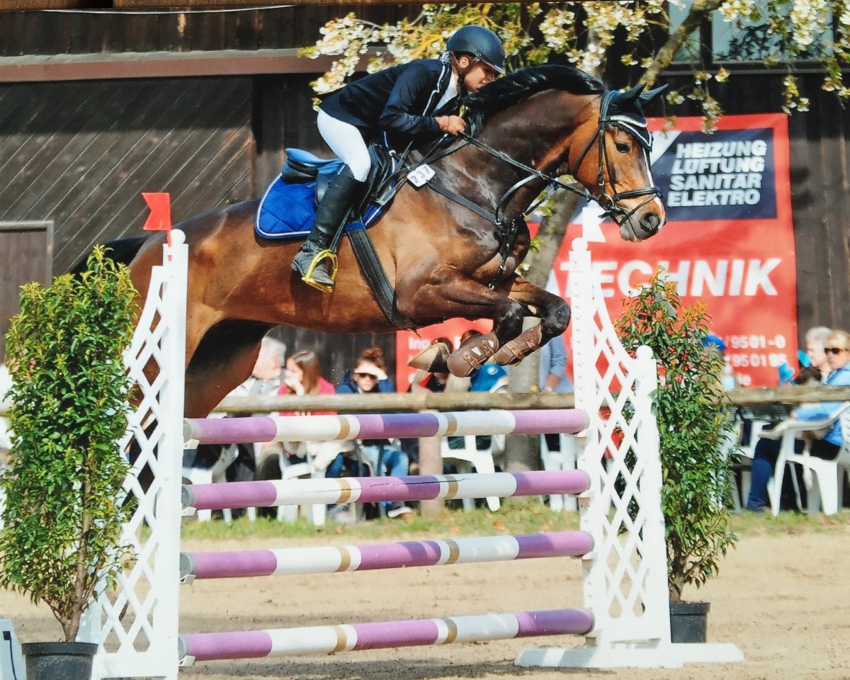 horse Dumpy (KWPN (Royal Dutch Sporthorse), 2008, from Tolan R)