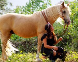 Dressurpferd Danilo (Deutsches Reitpony, 2010, von Daily Pleasure.)