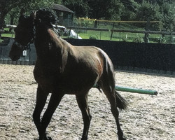 broodmare Februarblume (Alt Wuerttemberg, 2016, from Solo)