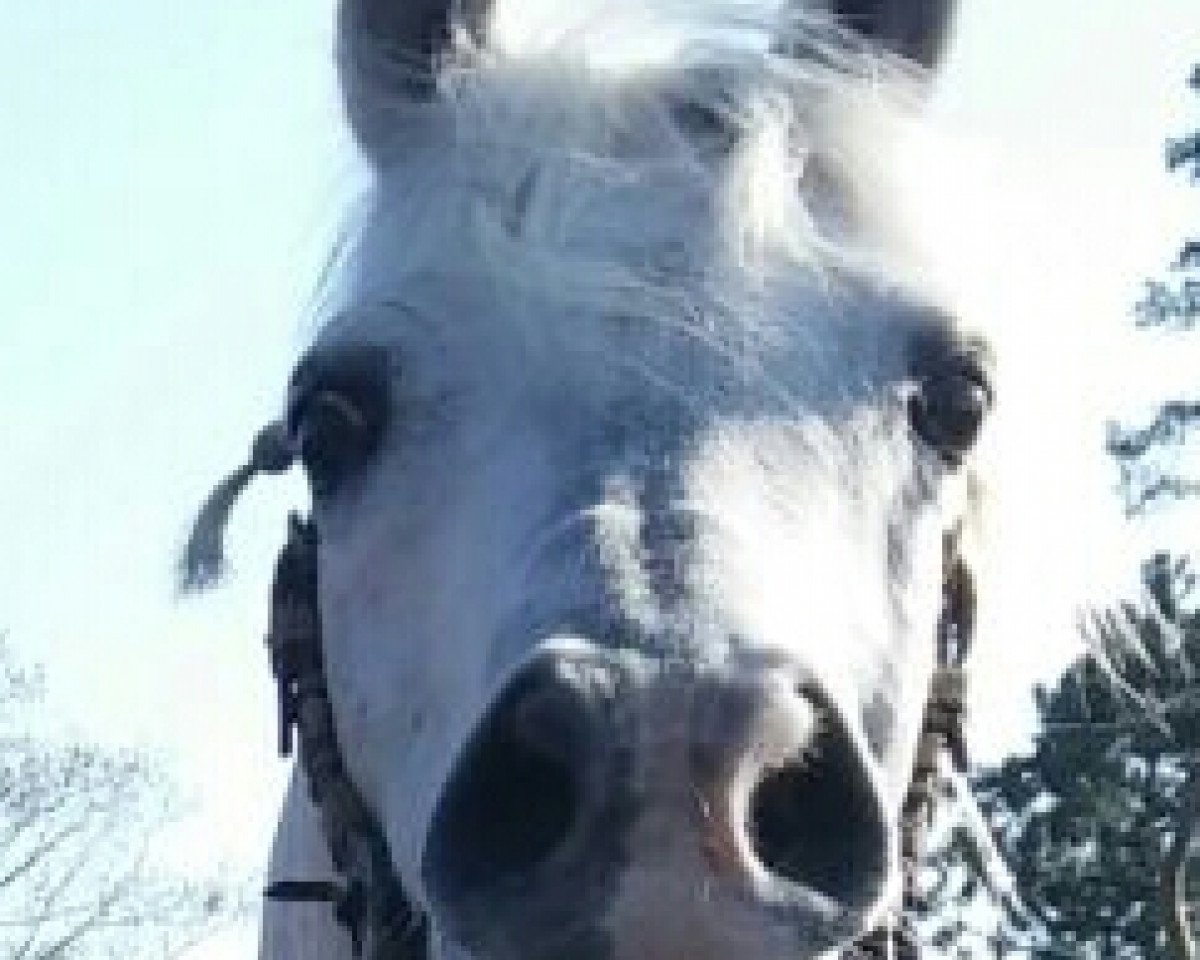 horse Nk Massimo (Arabian purebred, 1998, from Davidoff ox)