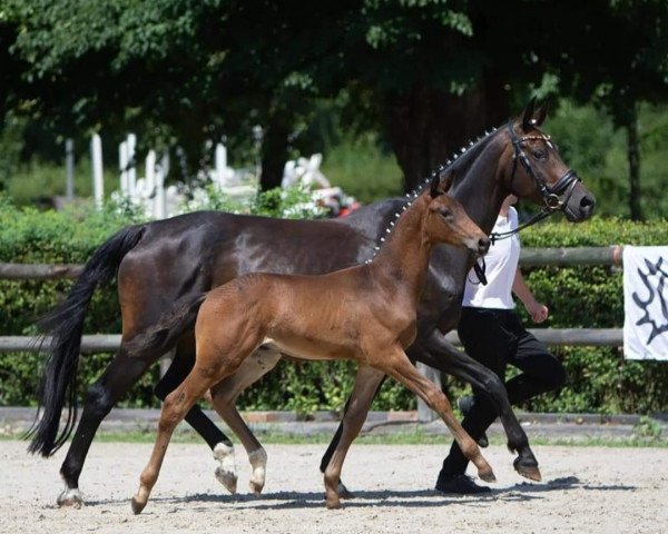 Springpferd Rosenthal (Trakehner, 2022, von Donauklang)