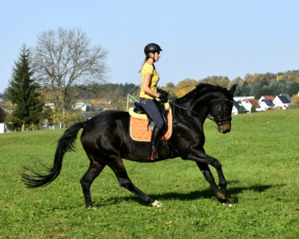 broodmare Rominten (Trakehner, 2008, from Harlem Go)